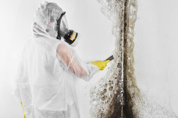 Best Mold Remediation for Specific Building Types in College Park, MD