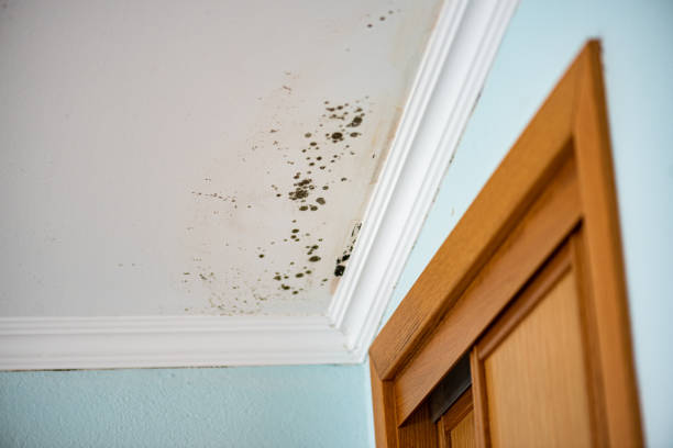 Best Crawl Space Mold Remediation in College Park, MD