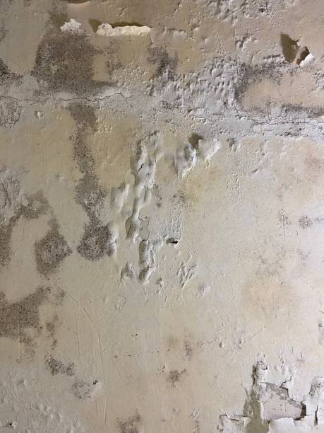 Best Mold Testing and Inspection Services in College Park, MD